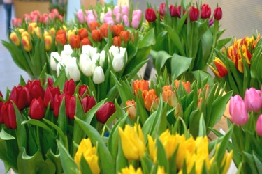 Tulpen im Foyer