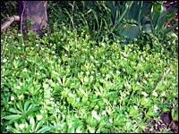 Waldmeister im Gartenbeet