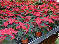 Weihnachtssterne (Euphorbia pulcherrima)