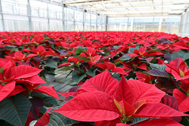 Weihnachtssterne im Gewächshaus