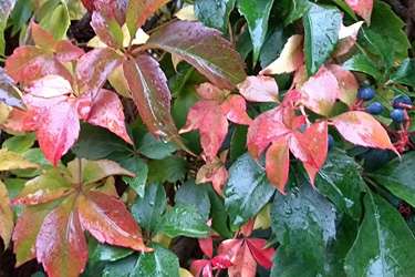 Wilder Wein im Herbst