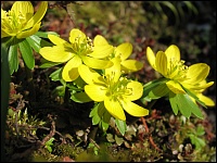 Winterlinge (Eranthis hyemalis)