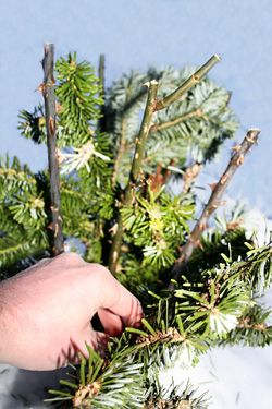 Winterschutz für Rosen