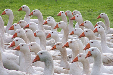 Gänse auf der Weide