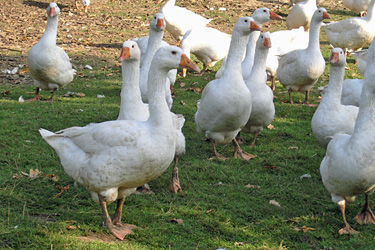 Gänse auf der Weide