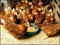 Hühner in Bodenhaltung