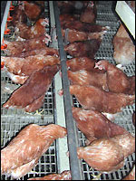 Hybrid-Herkunft Lohmann-Tradition (LT)