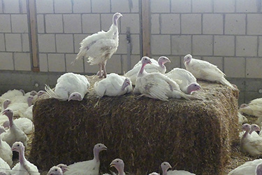 Ein Strohballen erhöht die Strukturierung im Stall und wird von den Tieren als Möglichkeit zum Aufbaumen genutzt