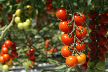 Cocktailtomaten in Straelen