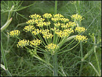 Fenchel (Foeniculum vulgare)