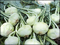 Geerntete Kohlrabi