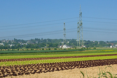 Salatpflanzung