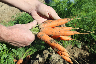 Möhren in der Hand