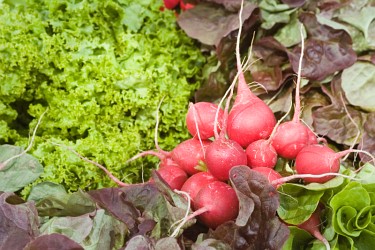 Radieschen und Salat