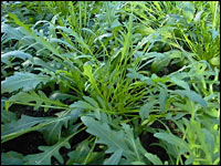 Rucola (Diplotaxis tenuifolia)