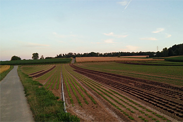 Salatpflanzung am Hang