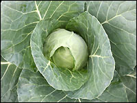 Spitzkohl
