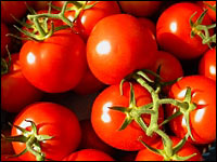 Tomaten (Lycopersicon lycopersicum)