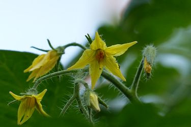 Bestäubte Tomatenblüte