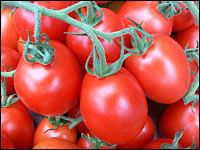 Roma-Tomaten