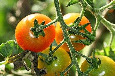 Tomaten an der Pflanze