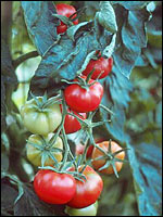 Tomaten