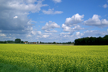 Ackersenf als Zwischenfrucht im Mindenener Land