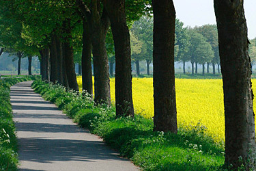 Allee am Rapsfeld