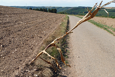 Abgeerntetes, trockenes Maisfeld