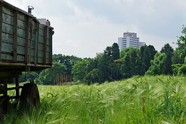 Stadtnahes Feld