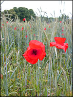 Mohnblumen im Getreide