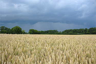 Drohendes Unwetter und Winterweizen