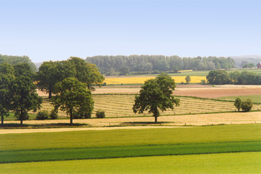 Westfälische Landschaft mit Wiese