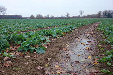 Wassergesättigte Böden führen zur Stickstoffverlagerung