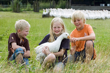 Gänse und Kinder