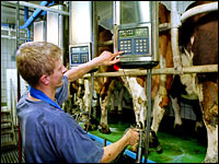 Landwirt im Melkstand