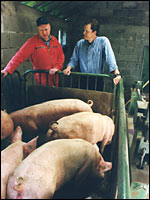 Landwirte im Stall