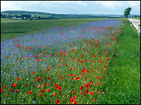 Ackerrandstreifen in der Voreifel