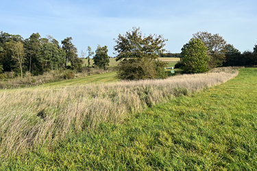 Altgrasstreifen im Oktober