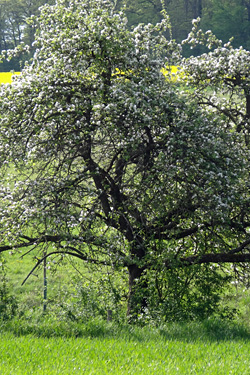 Apfelbaum als Landschaftselement