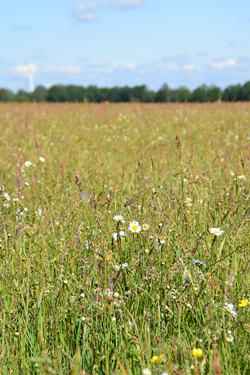 Artenreiches Grünland