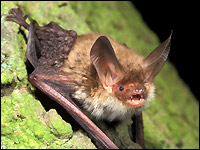 Bechsteinfledermaus
