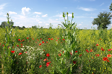 Blühfläche mit Wildpflanzen