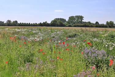 Blühfläche Vertragsnaturschutz