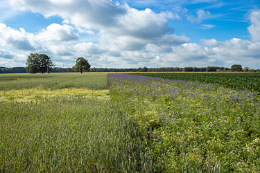Blühsteifen im Acker