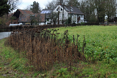 Blühstreifen im Winter