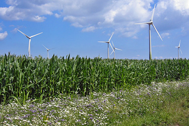 Blühstreifen an einem Maisfeld