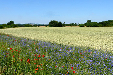 Blühstreifen im Sommer