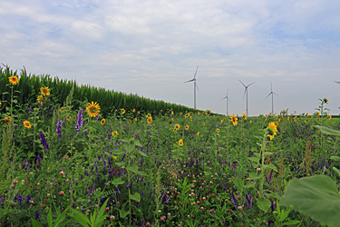 Blühstreifen und Windräder