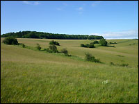 Grünland in der Eifel